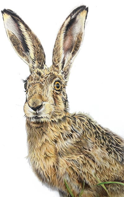 Hare